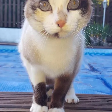 Prázdninový dům Maison Avec Piscine Privee Et Jardin A 5 Min Du Puy-en-velay, Ideale Pour Decouvrir La Haute-loire - Fr-1-582-320