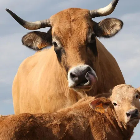 Maison Avec Piscine Privee Et Jardin A 5 Min Du Puy-en-velay, Ideale Pour Decouvrir La Haute-loire - Fr-1-582-320 Prázdninový dům *